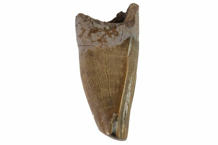Juvenile Tyrannosaur Premax Tooth (Aublysodon) - Montana #81368